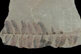 Pennsylvanian Fossil Fern (Neuropteris) Plate - Kentucky #181322-1